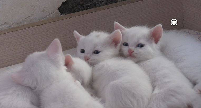 Koruma altındaki Van kedilerinden 70 yavru - Resim: 8